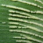 Coniogramme africana Hoja