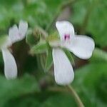 Pelargonium odoratissimum Flower