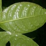 Rudgea cornifolia Leaf