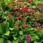 Primula bulleyana ফুল
