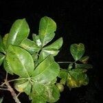 Leeuwenbergia africana Hoja