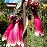 Tecomanthe dendrophila Floare