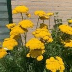 Achillea filipendulinaFlower