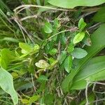 Ulmus parvifolia Листок