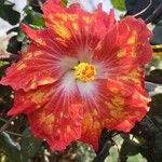 Hibiscus rosa-sinensisFiore