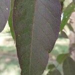 Fraxinus americana Leaf