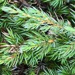 Juniperus communisLeaf