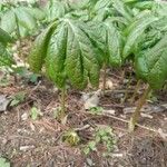 Podophyllum peltatum Fulla