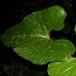 Anthurium obtusilobum Habit