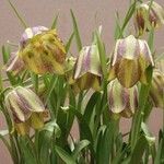 Fritillaria olivieri花