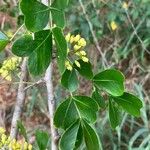 Haematoxylum campechianumDeilen