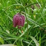 Fritillaria meleagris 花