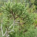 Juniperus phoenicea Φύλλο