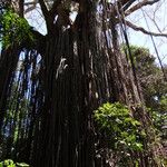 Ficus virens Tervik taim