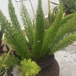 Asparagus densiflorus Folha