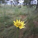 Tragopogon dubius Kwiat