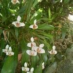 Maxillaria grandiflora Fiore