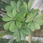 Schefflera arboricola Folha
