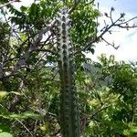 Cereus aethiops Leaf