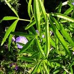 Lupinus angustifolius Likasa