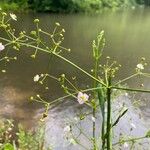 Alisma plantago-aquaticaപുഷ്പം