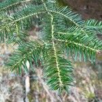 Abies cephalonica Folha