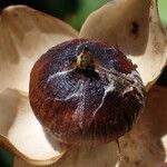 Decalobanthus peltatus Fruit