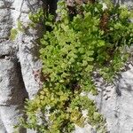 Adiantum capillus-veneris Habitat