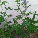 Vitex negundo Levél