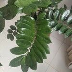 Zamioculcas zamiifolia Лист