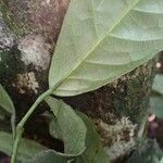 Rinorea oblongifolia