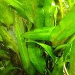 Cryptocoryne wendtii पत्ता