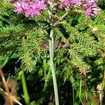 Peucedanum ostruthium Flower