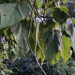 Catalpa speciosaFruct