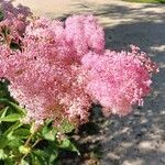 Filipendula rubra Flor