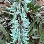 Strongylodon macrobotrys Flor