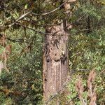 Quercus lamellosa Bark
