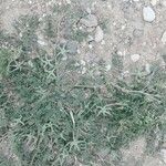 Astragalus sesameus Fiore