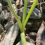 Ornithogalum narbonense Leaf