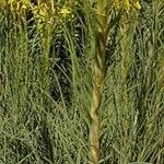 Asphodeline lutea عادت داشتن