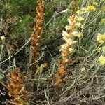 Orobanche artemisiae-campestris Агульны выгляд