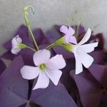 Oxalis triangularis Blüte