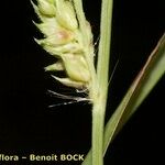 Echinochloa oryzoides Fruto