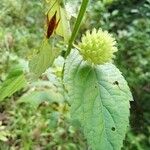 Hyptis capitata Frucht