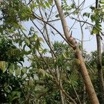 Ailanthus fordii Alkat (teljes növény)