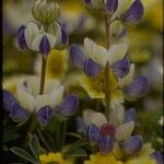 Lupinus variicolor ᱵᱟᱦᱟ