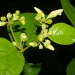 Lycianthes multiflora Fleur