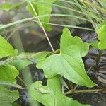 Dioscorea sylvatica Leaf
