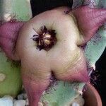 Stapelia divaricata