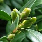 Buxus sempervirens Blatt